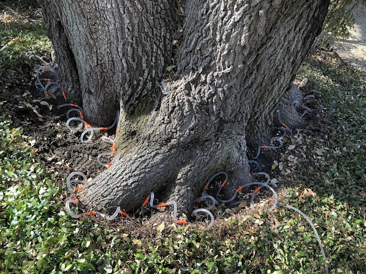 Detailed Tree Cabling and Bracing job site in Big Bear Lake