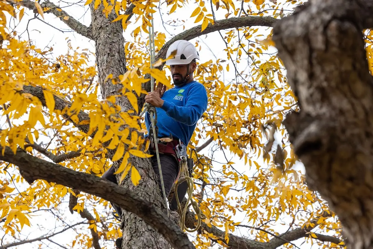 Skilled Tree Trimming crew working in Big Bear Lake