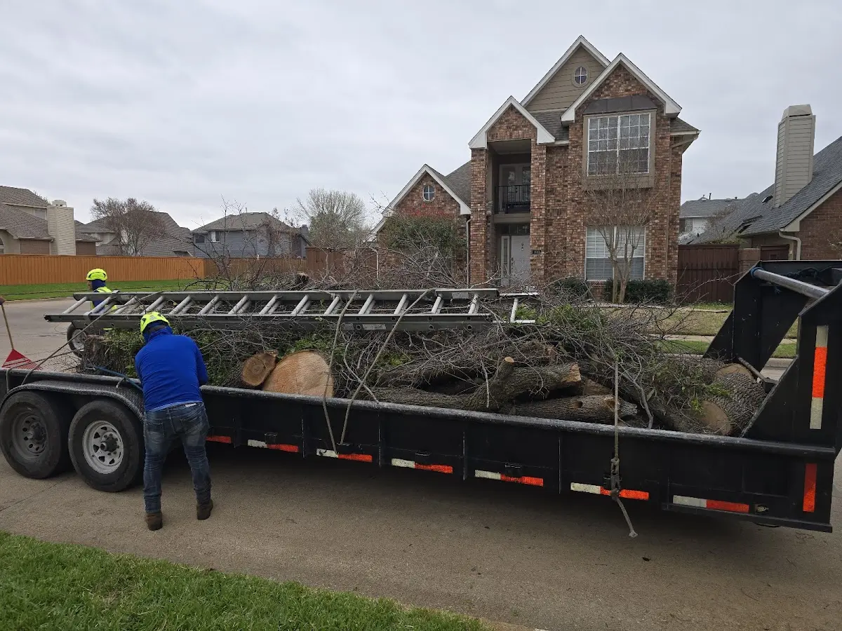 Expert Tree Pest Control with proper safety equipment in Big Bear Lake